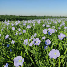 Load image into Gallery viewer, Linseed flowering in the strip agriculture of Ekoto, the Netherlands
